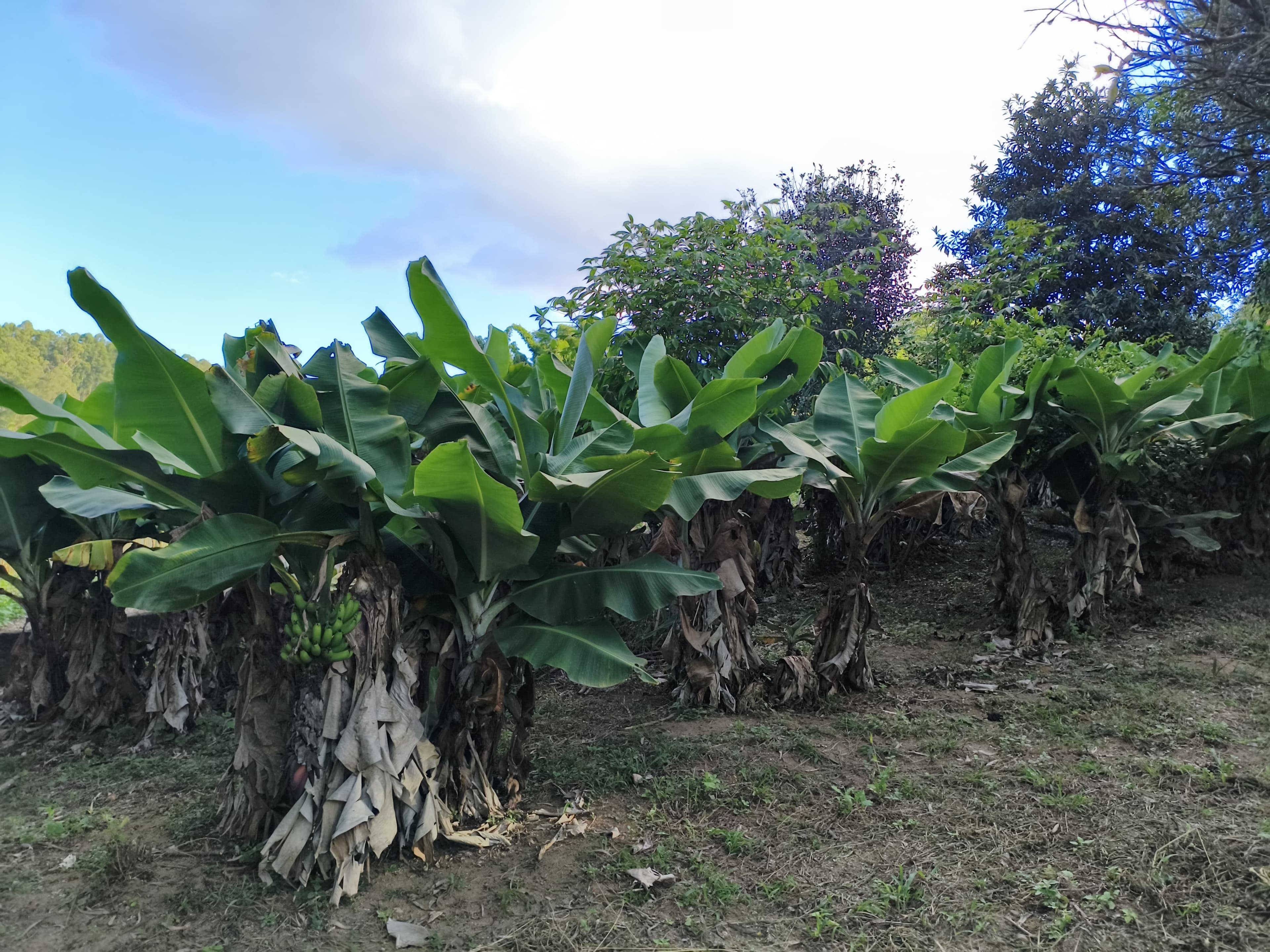 🌿 CHÁCARA À VENDA EM EXTREMA MG🌿