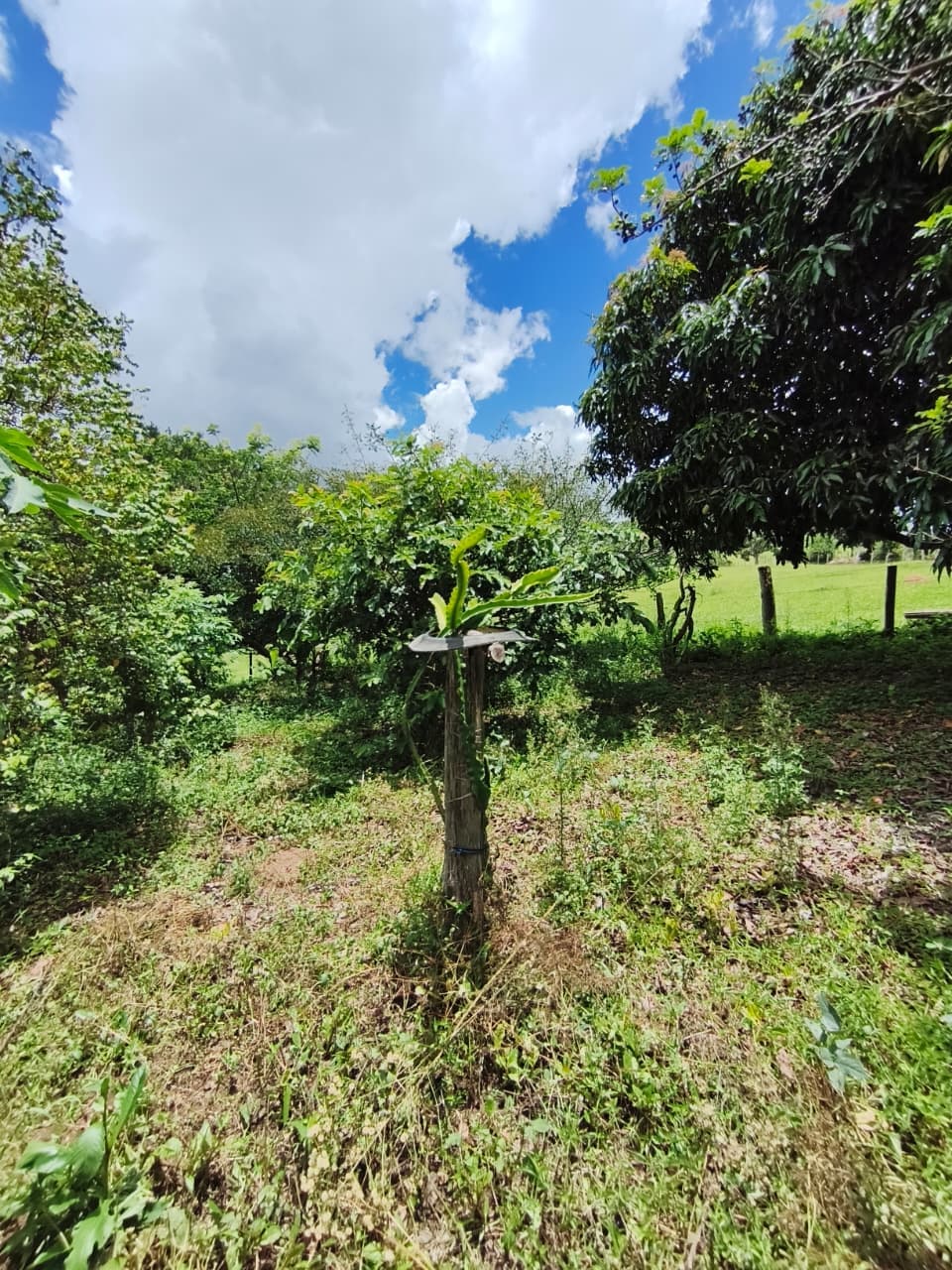 CHÁCARA À VENDA EM MUNHOZ/MG