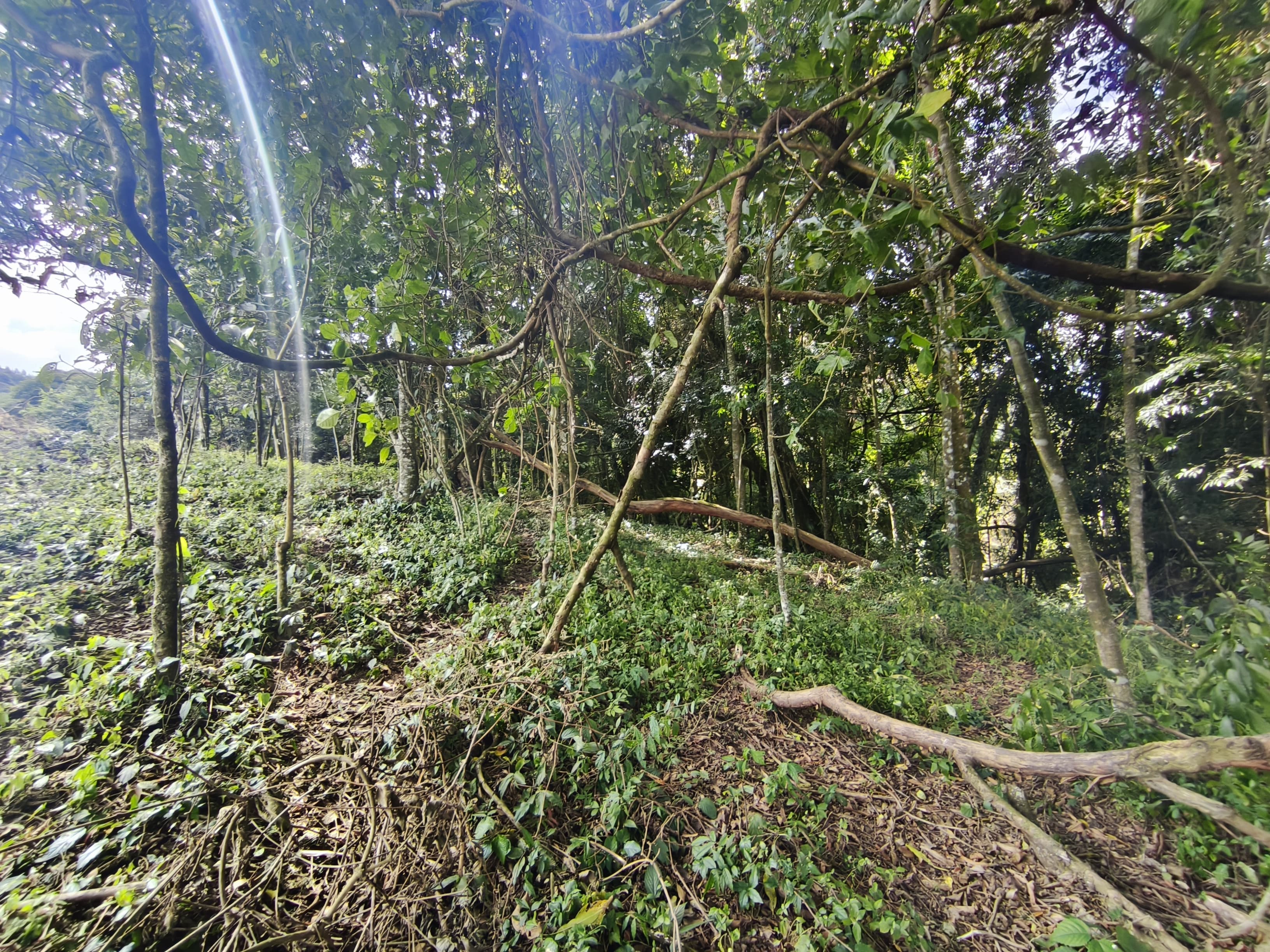 🌿 TERRENOS À VENDA EM Toledo ⚠️ APENAS 2 GLEBAS DISPONÍVEIS!📐 Área de 5.000 m² cada