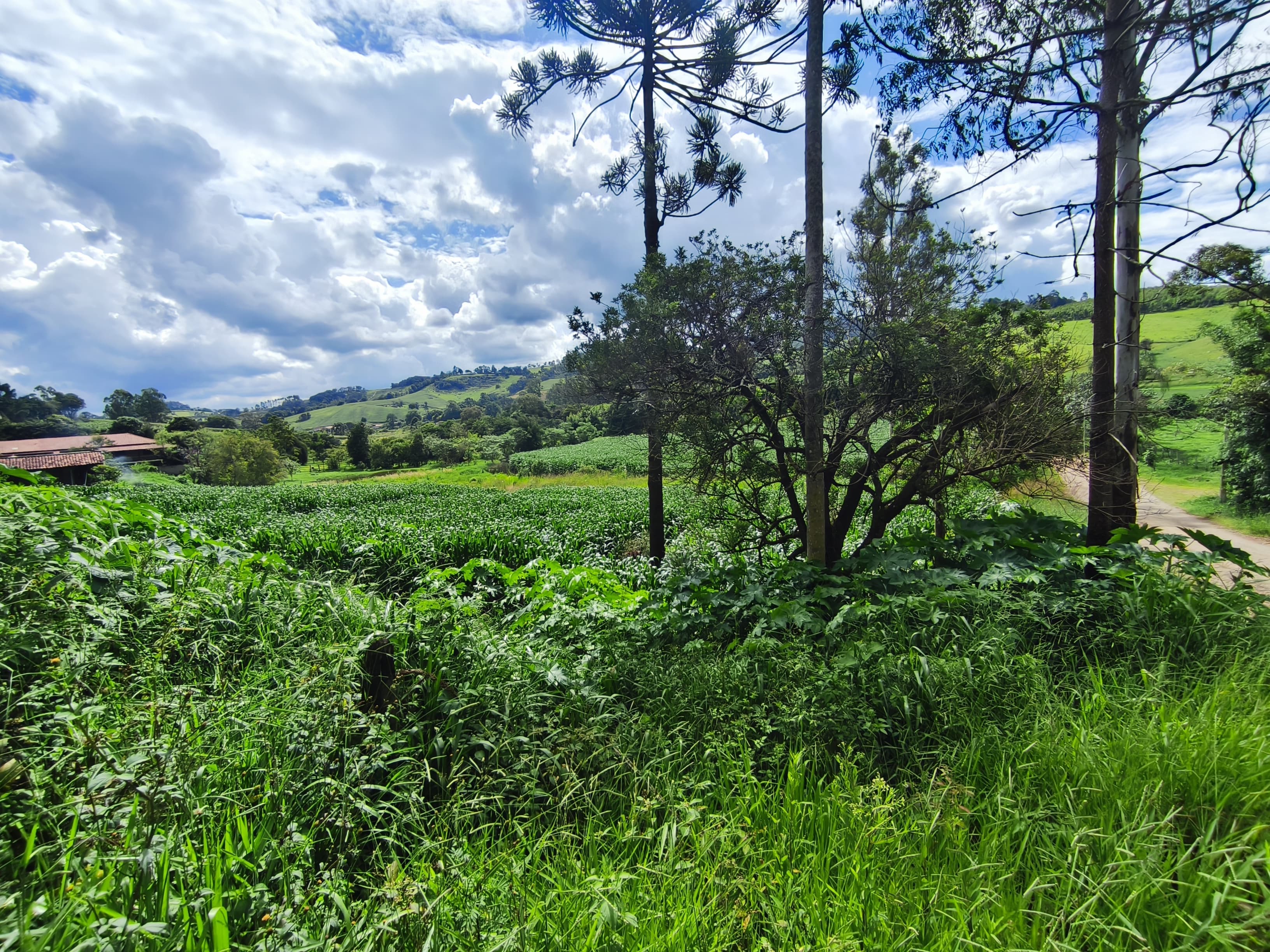 🏞️ TERRENO À VENDA EM Toledo – MG 🏞️