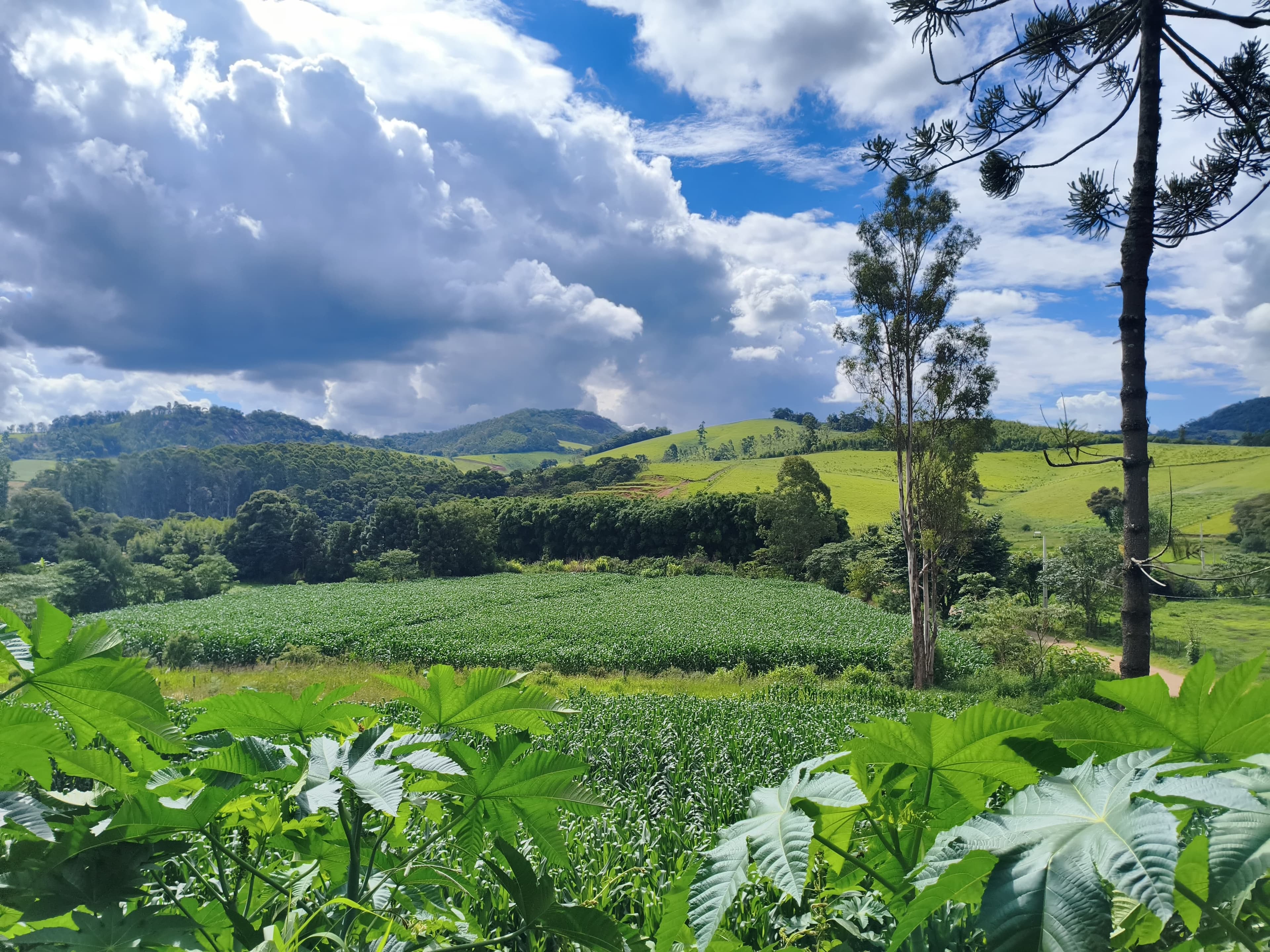 🏞️ TERRENO À VENDA EM Toledo – MG 🏞️