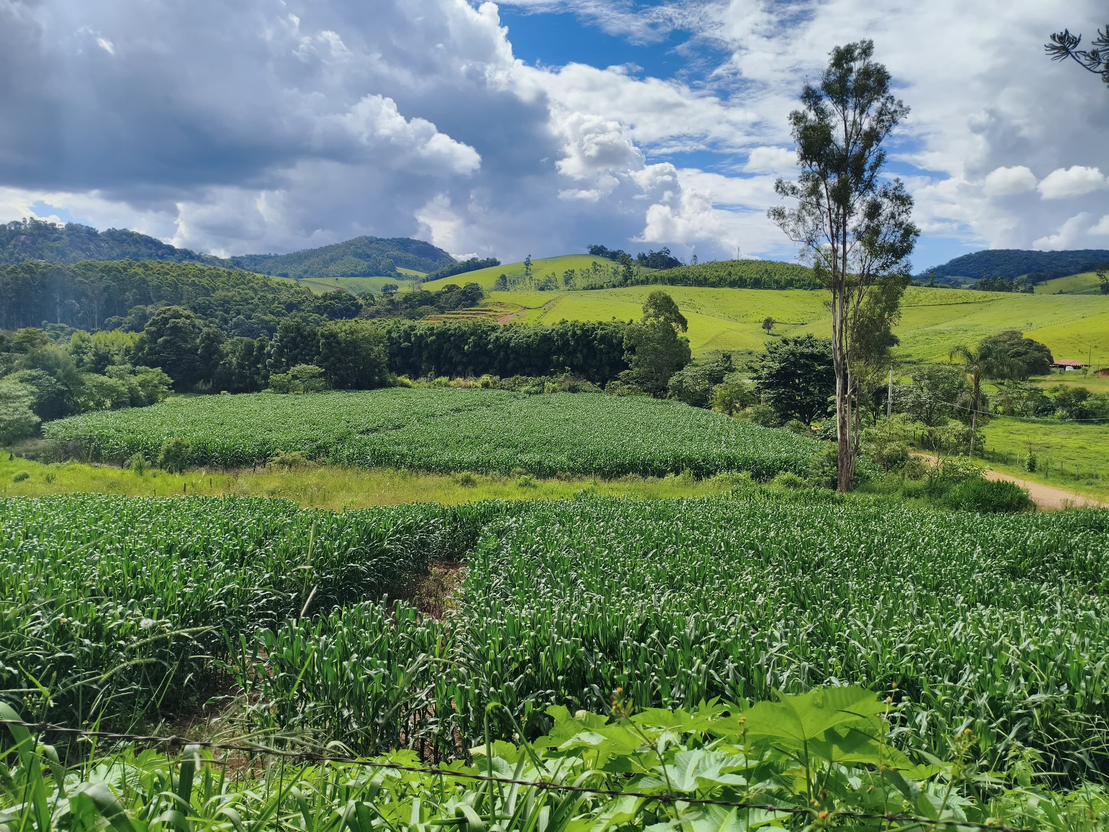 🏞️ TERRENO À VENDA EM Toledo – MG 🏞️