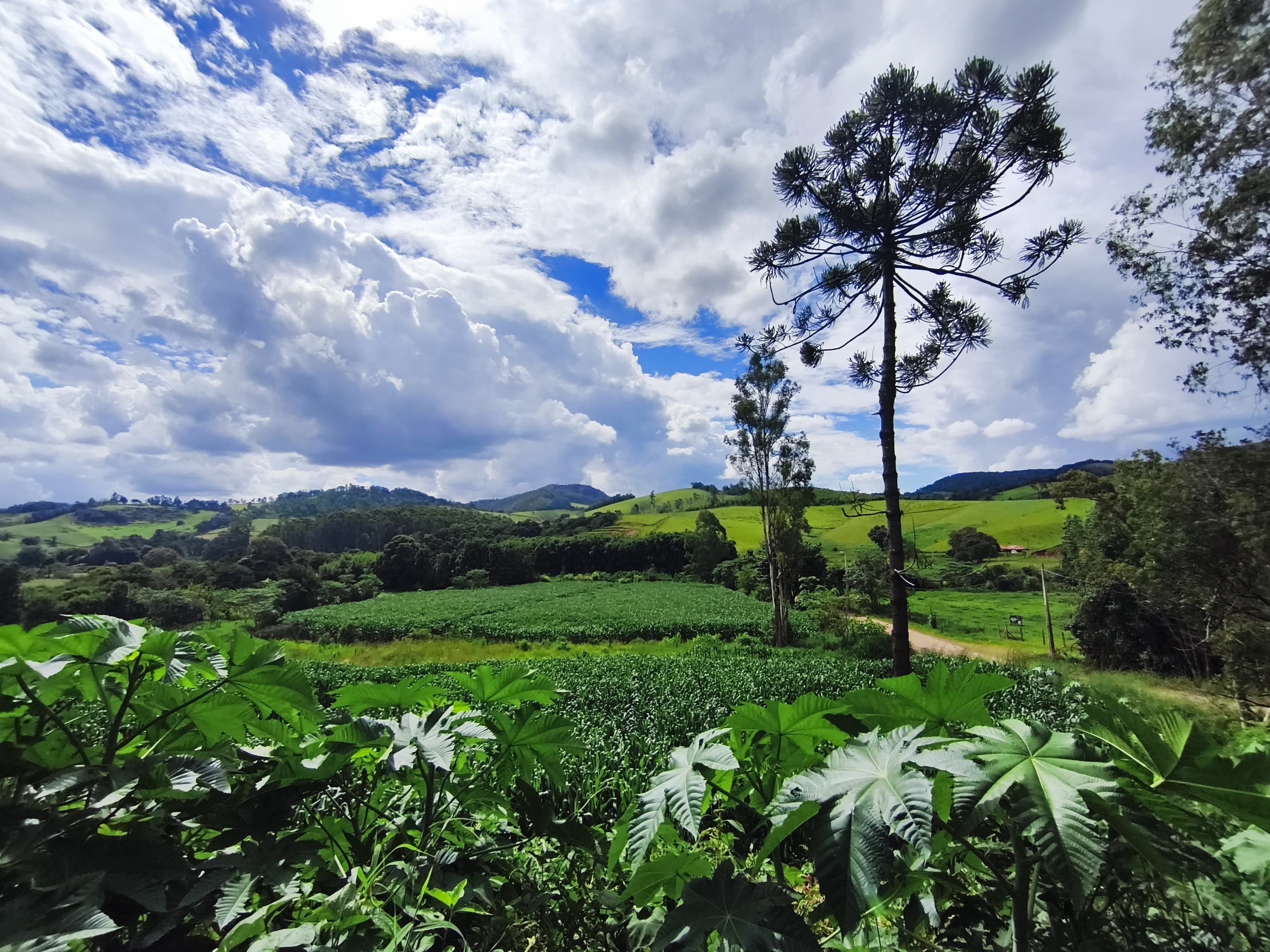🏞️ TERRENO À VENDA EM Toledo – MG 🏞️