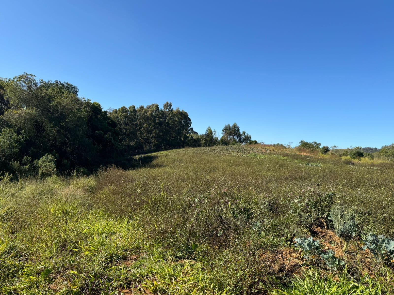 🌲✨ LANÇAMENTO – QUINTA DOS PINHAIS ✨🌲 🌿 Terrenos à venda de 20 mil mts em meio à natureza – perfeito para seu refúgio de fim de semana! 🏡