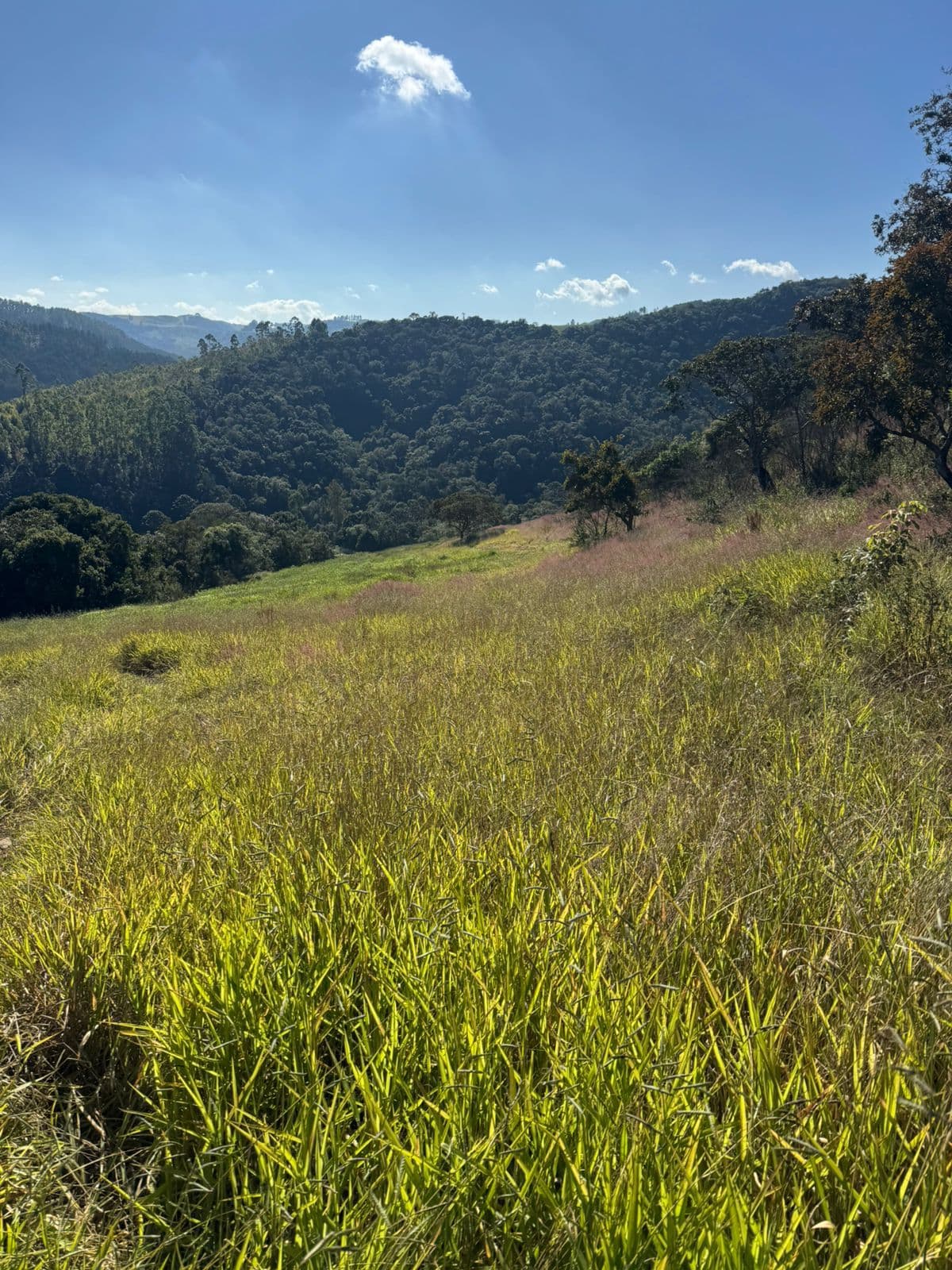 🌲✨ LANÇAMENTO – QUINTA DOS PINHAIS ✨🌲 🌿 Terrenos à venda de 20 mil mts em meio à natureza – perfeito para seu refúgio de fim de semana! 🏡
