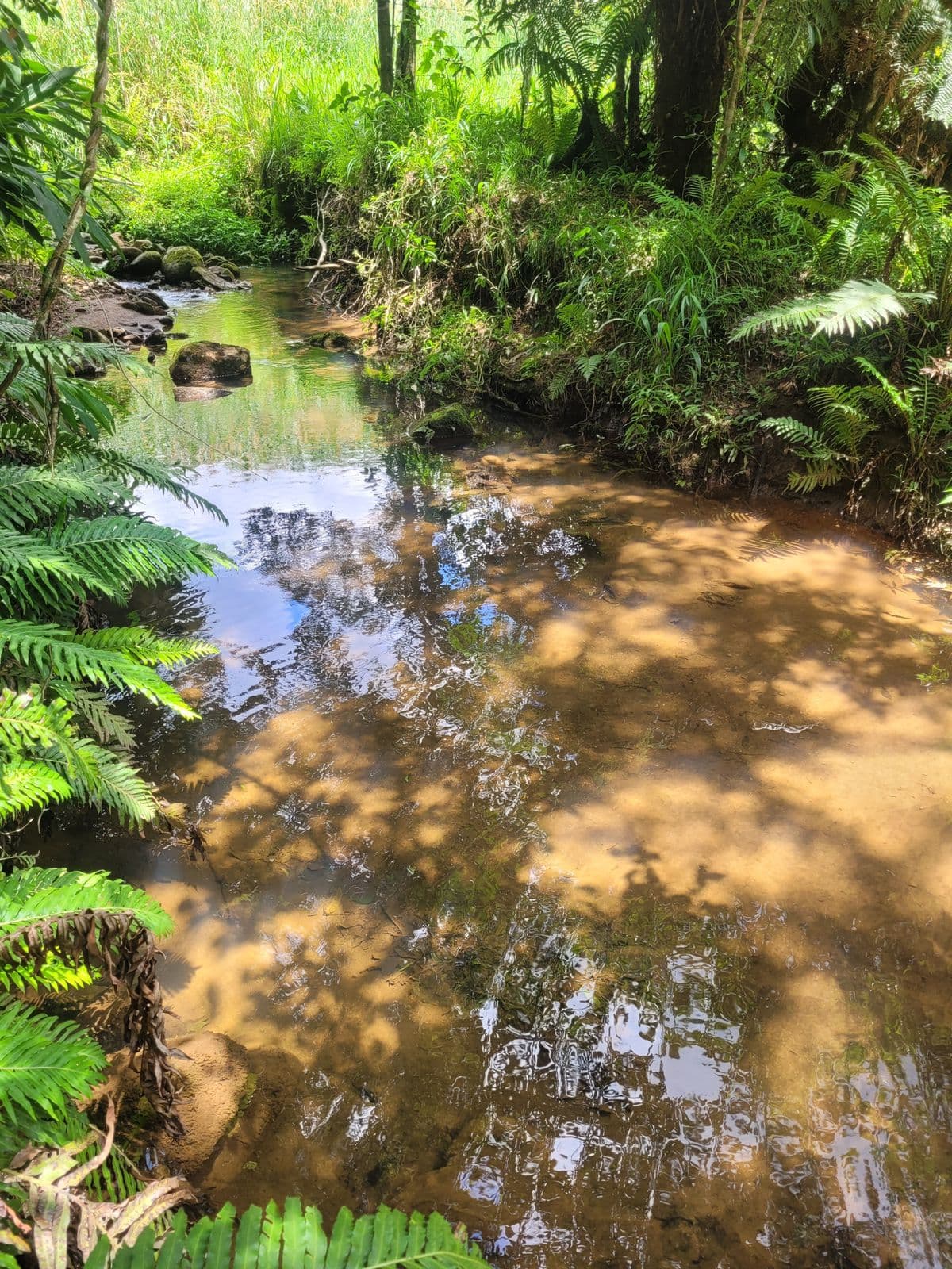 🌲✨ LANÇAMENTO – QUINTA DOS PINHAIS ✨🌲 🌿 Terrenos à venda de 20 mil mts em meio à natureza – perfeito para seu refúgio de fim de semana! 🏡
