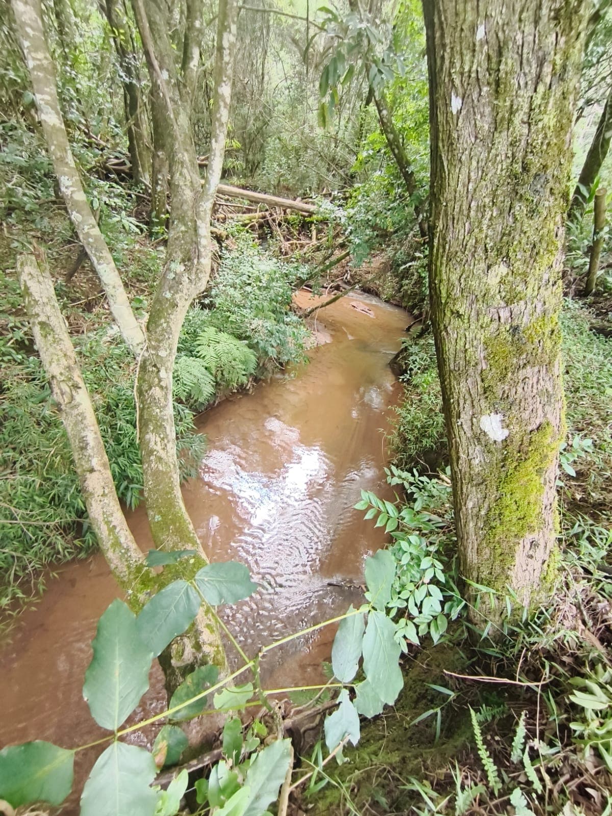 CHÁCARA À VENDA – MUNHOZ/MG 1000 mts