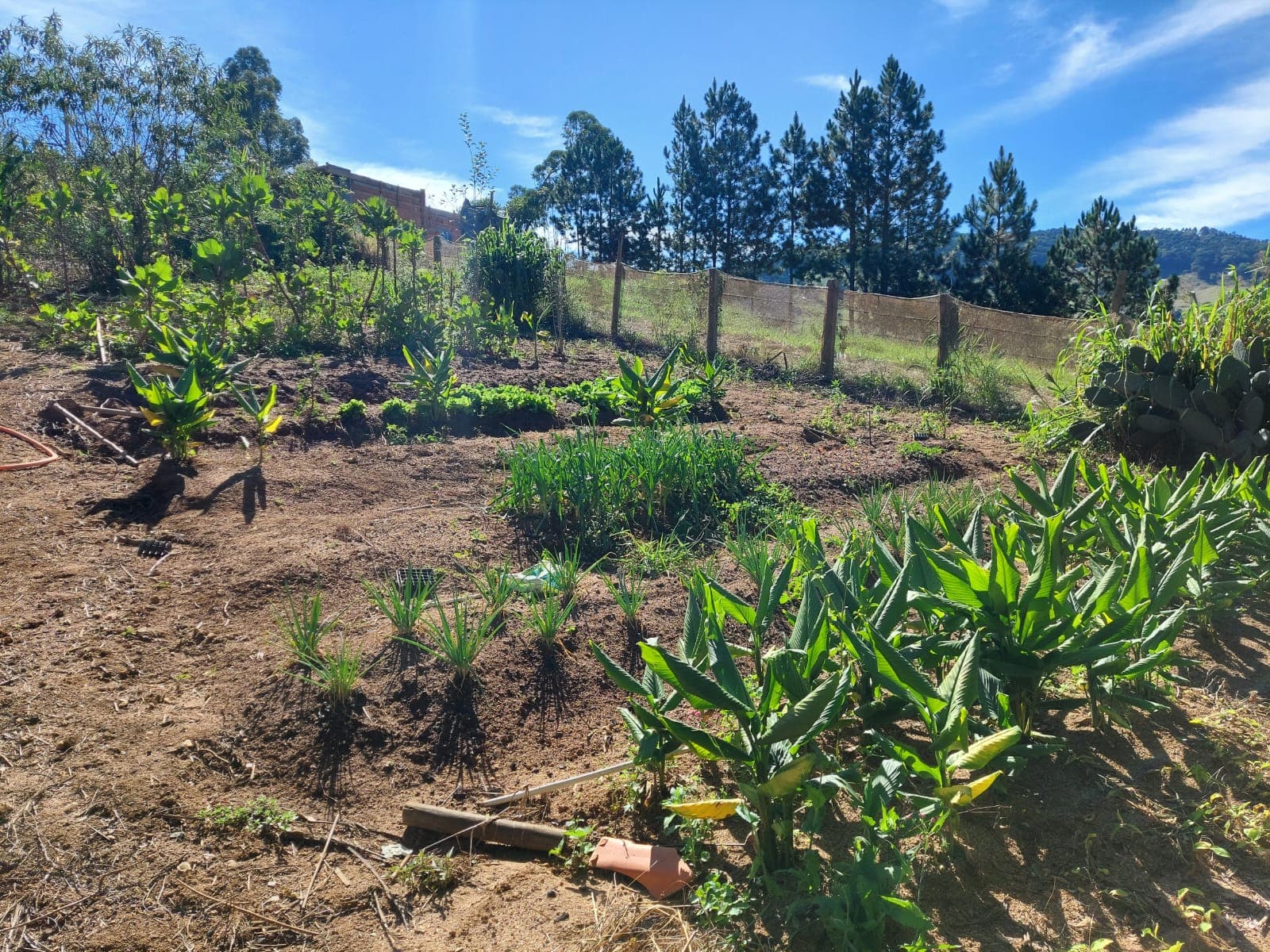 🌿🔥 Chacara OPORTUNIDADE IMPERDÍVEL EM TOLEDO – MG 🔥🌿  💥 De R$ 400.000,00 por apenas R$ 330.000,00 💥