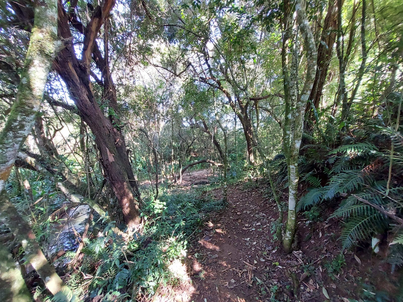 🌿🔥 Chacara OPORTUNIDADE IMPERDÍVEL EM TOLEDO – MG 🔥🌿  💥 De R$ 400.000,00 por apenas R$ 330.000,00 💥